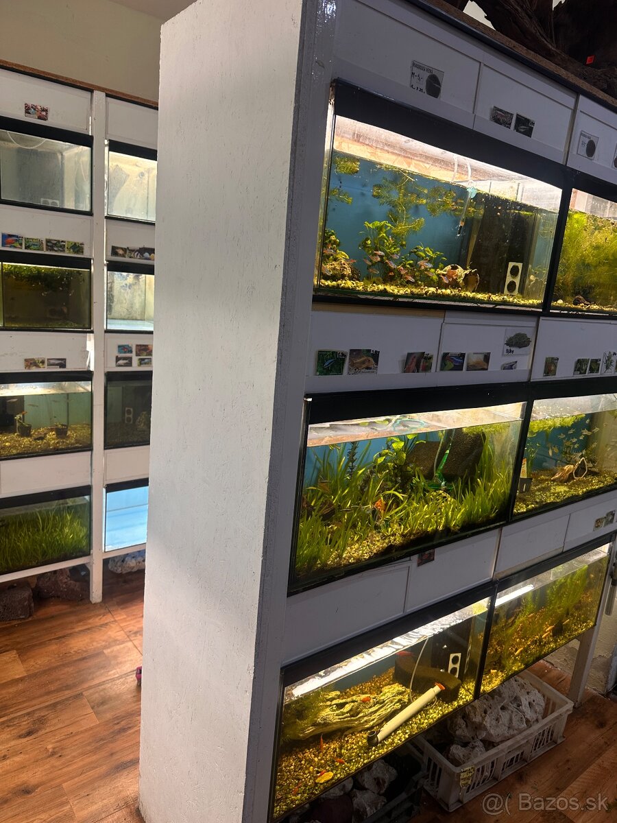 Rozpredam aquaristiku