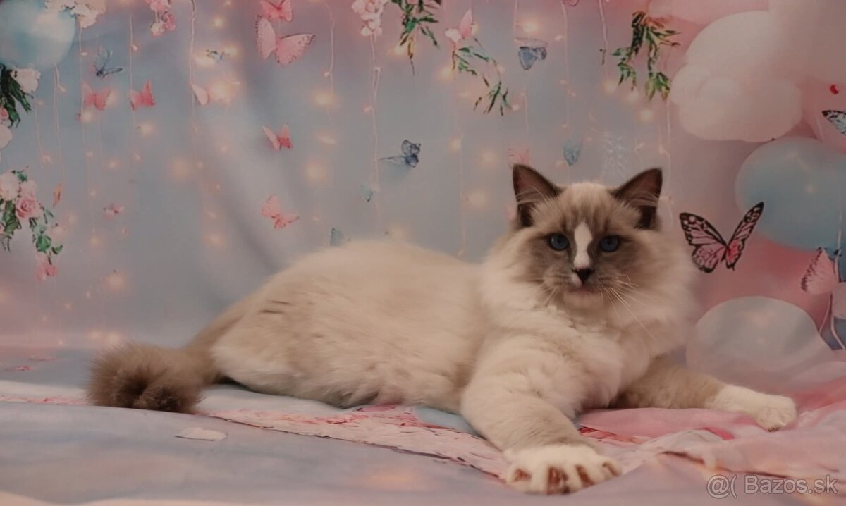Ragdoll kocúrik s PP