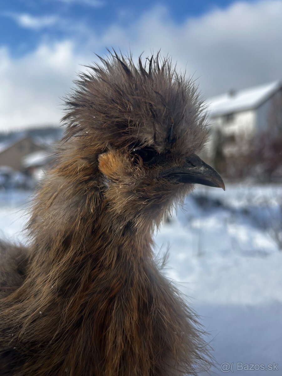 Hodvábnička kukvicová