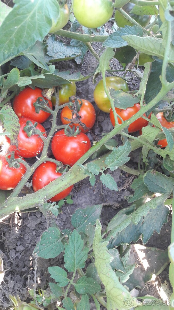 Predaj domácich semienok paradajky