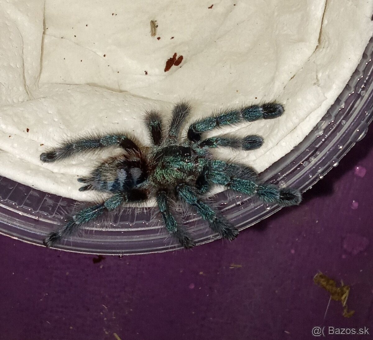 Avicularia/Caribena versicolor