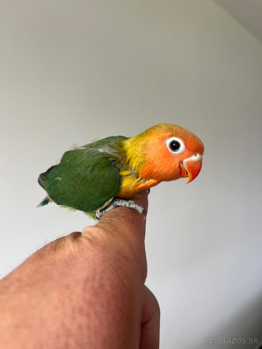 AGAPORNIS FISHER Maznačik-krotký