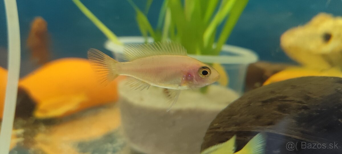 malawi cichlidy