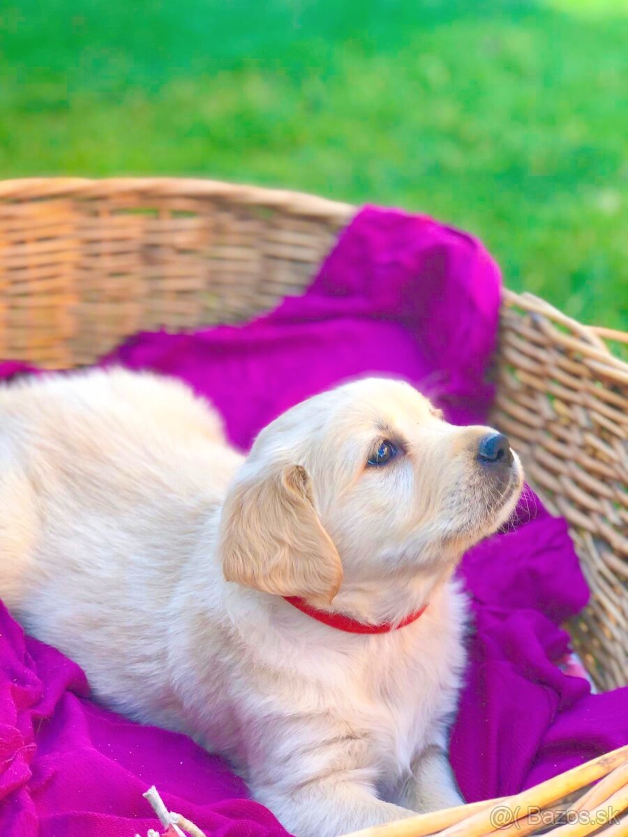 Zlatý retriever