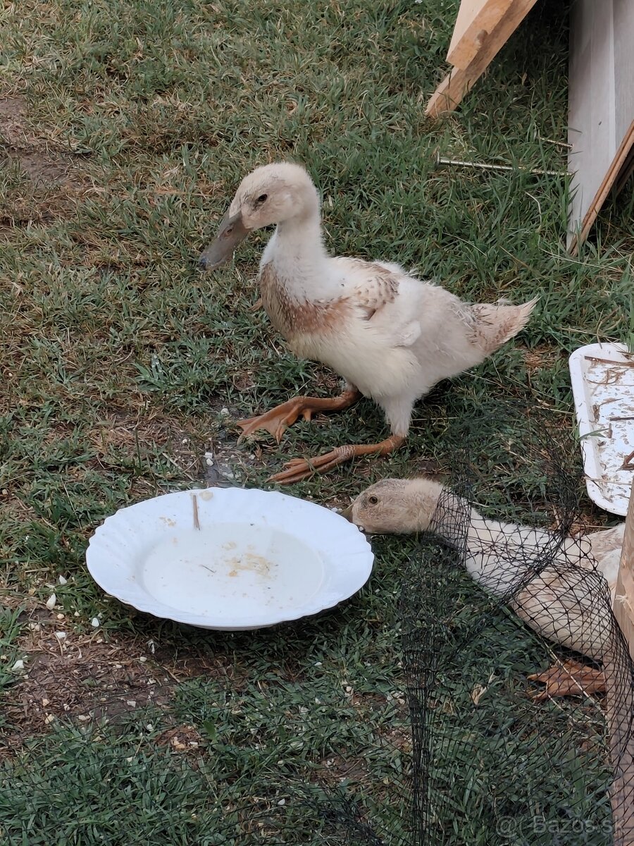 Vymením Indického bežca káčera