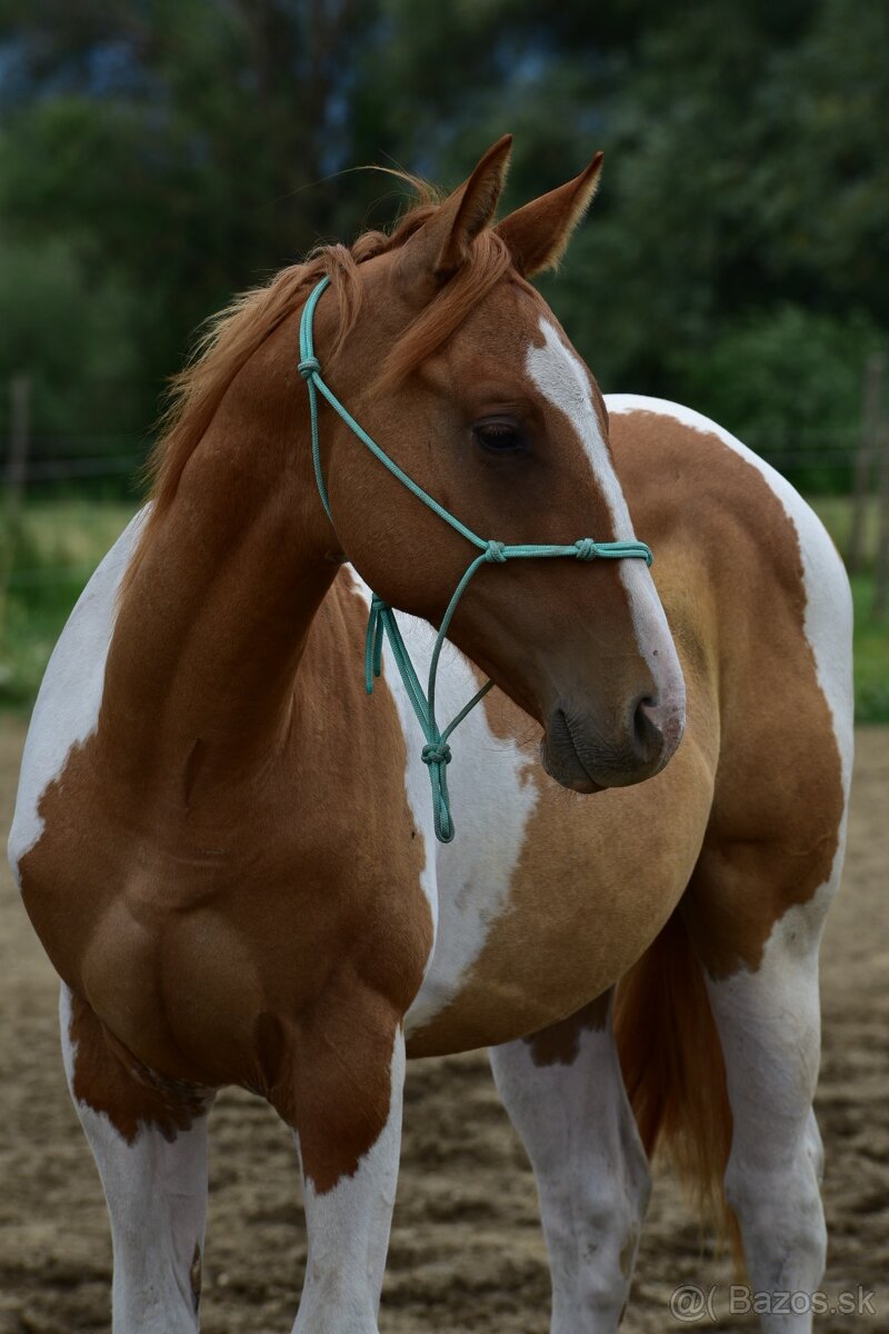 American Paint Horse