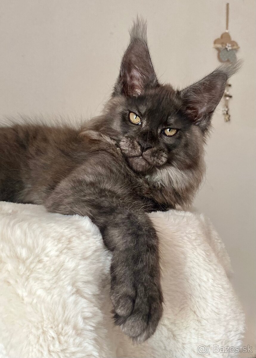Mainská mývalia , Maine Coon , MCO s PP