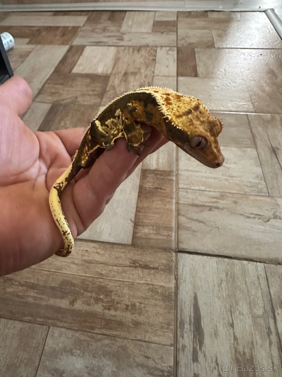 Pagekon riasnatý ( Correlophus ciliatus )