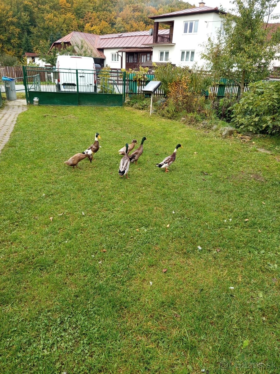Predám káčera Indický bežec