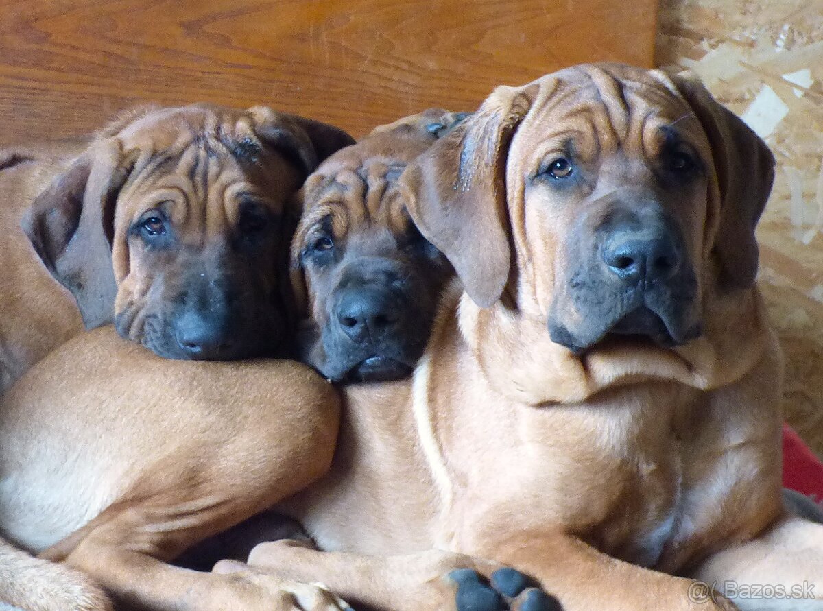 Tosa inu - nádherní pejsci k odběru
