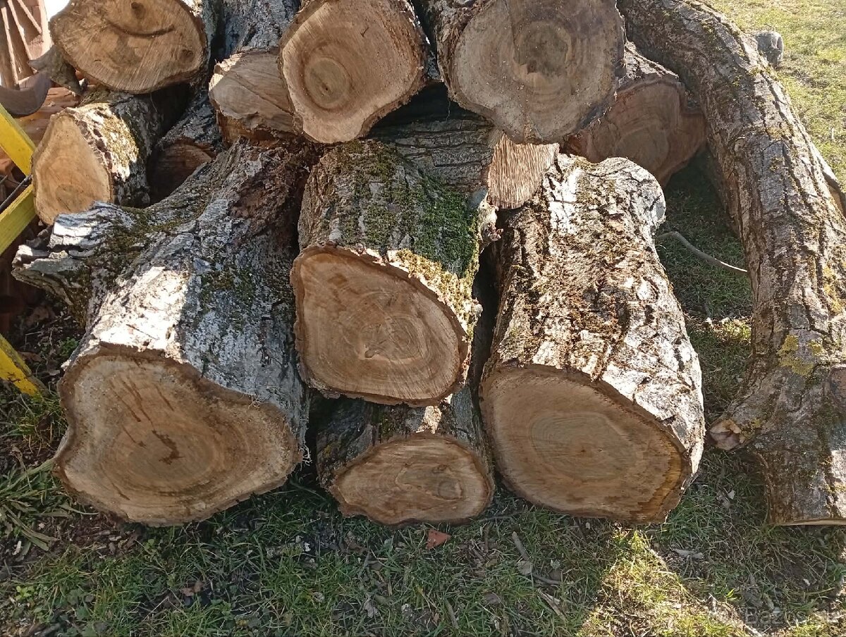 ORECHOVÉ DREVO – masívne kmene a kláty