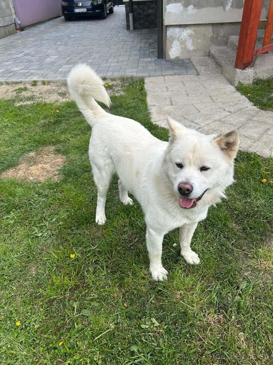 Akita inu na krytie