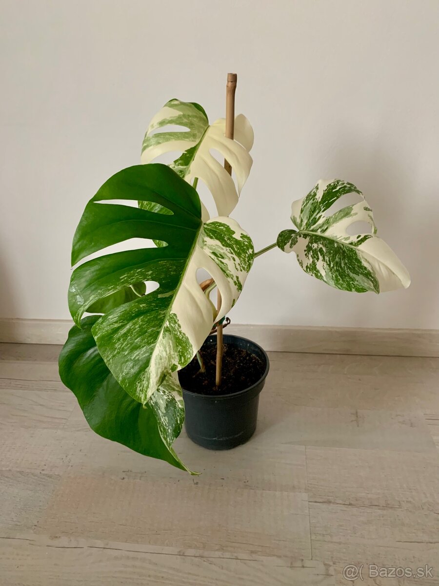 Monstera ALBO