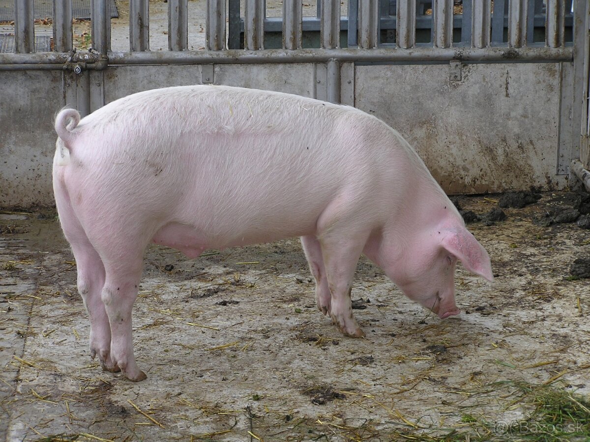 predam prasa cca 120kg