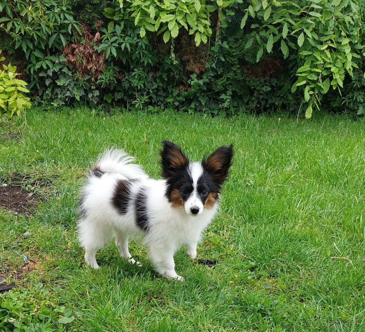 Papillon
