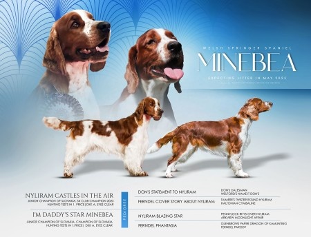 welsh springer spaniel s PP