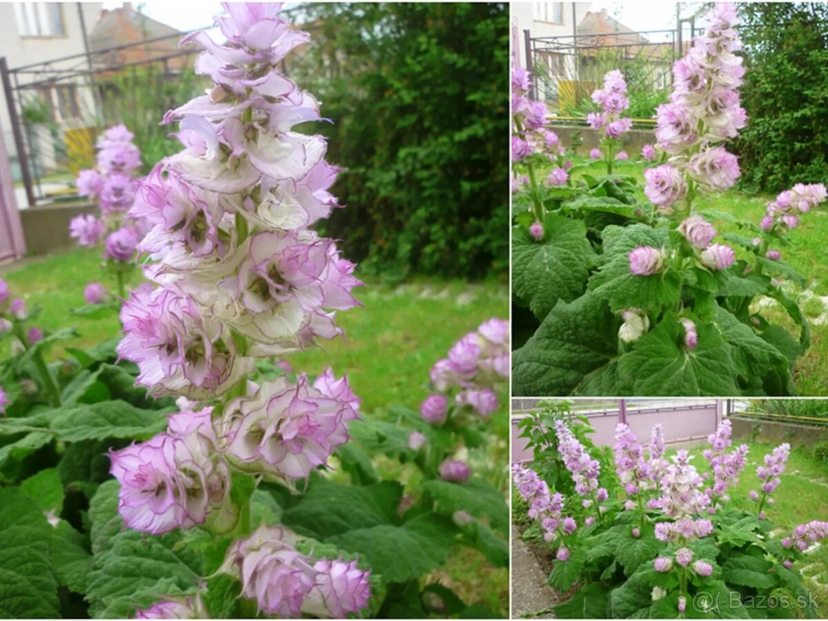 Šalvia muškátová- SADENICE - 2,5eur