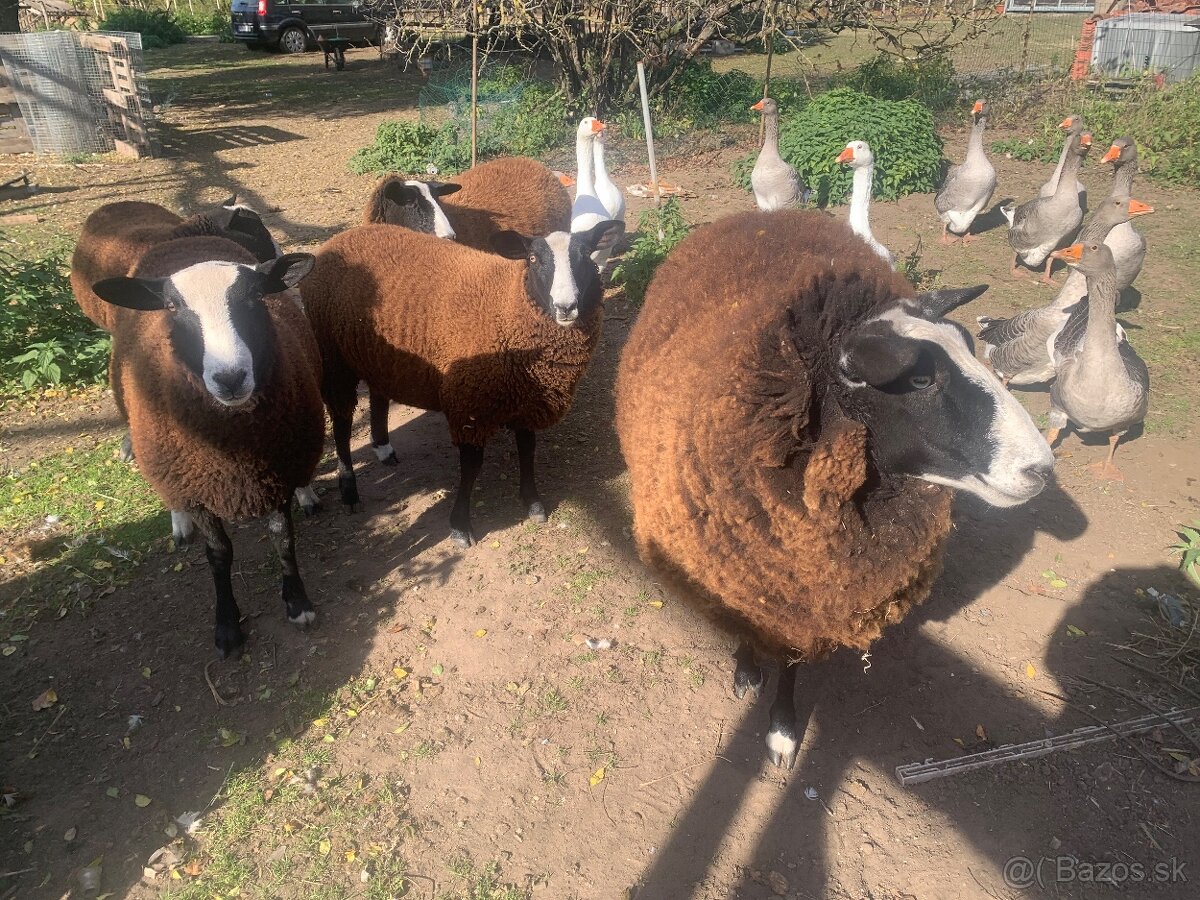 Zwartbles - ovce