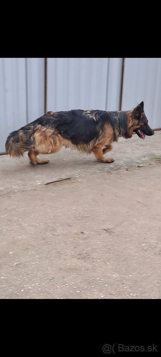 Nemecký ovčiak na predaj