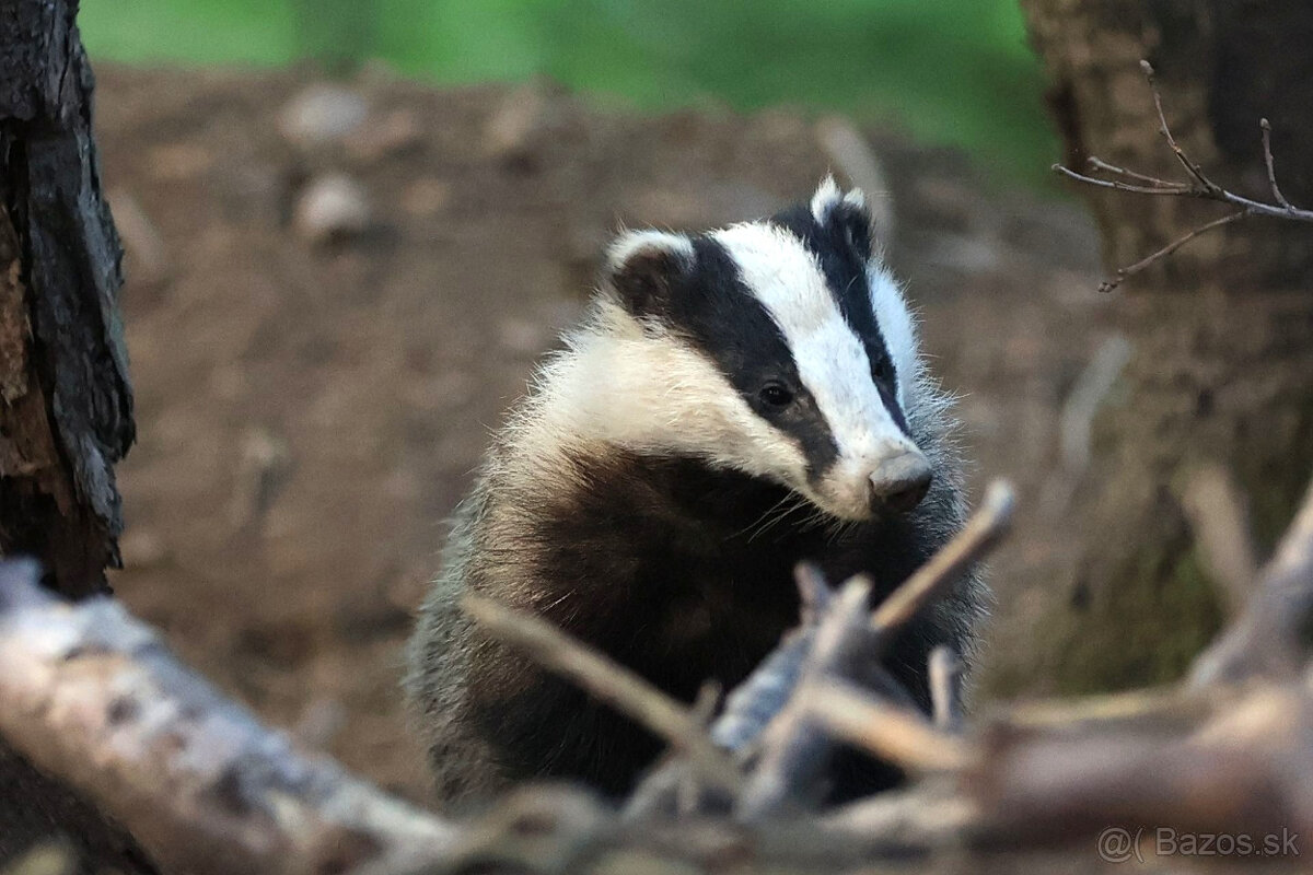 Jazvečia masť 2dcl.