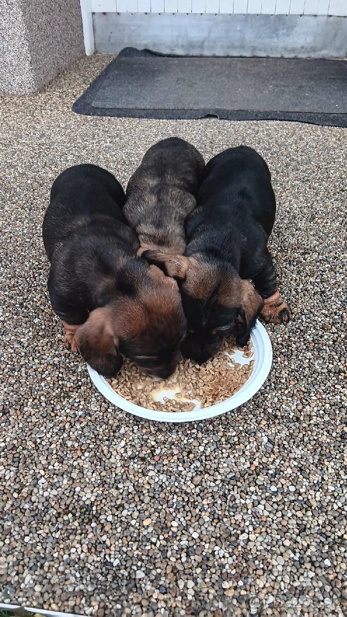 Predám šteniatka jazvecika