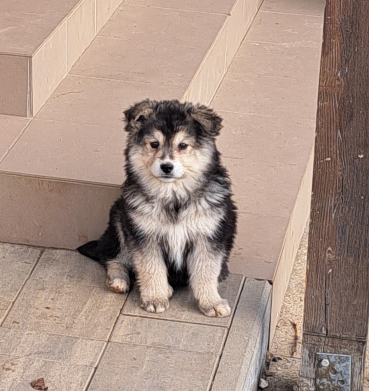 Darujem hrave šteniatka