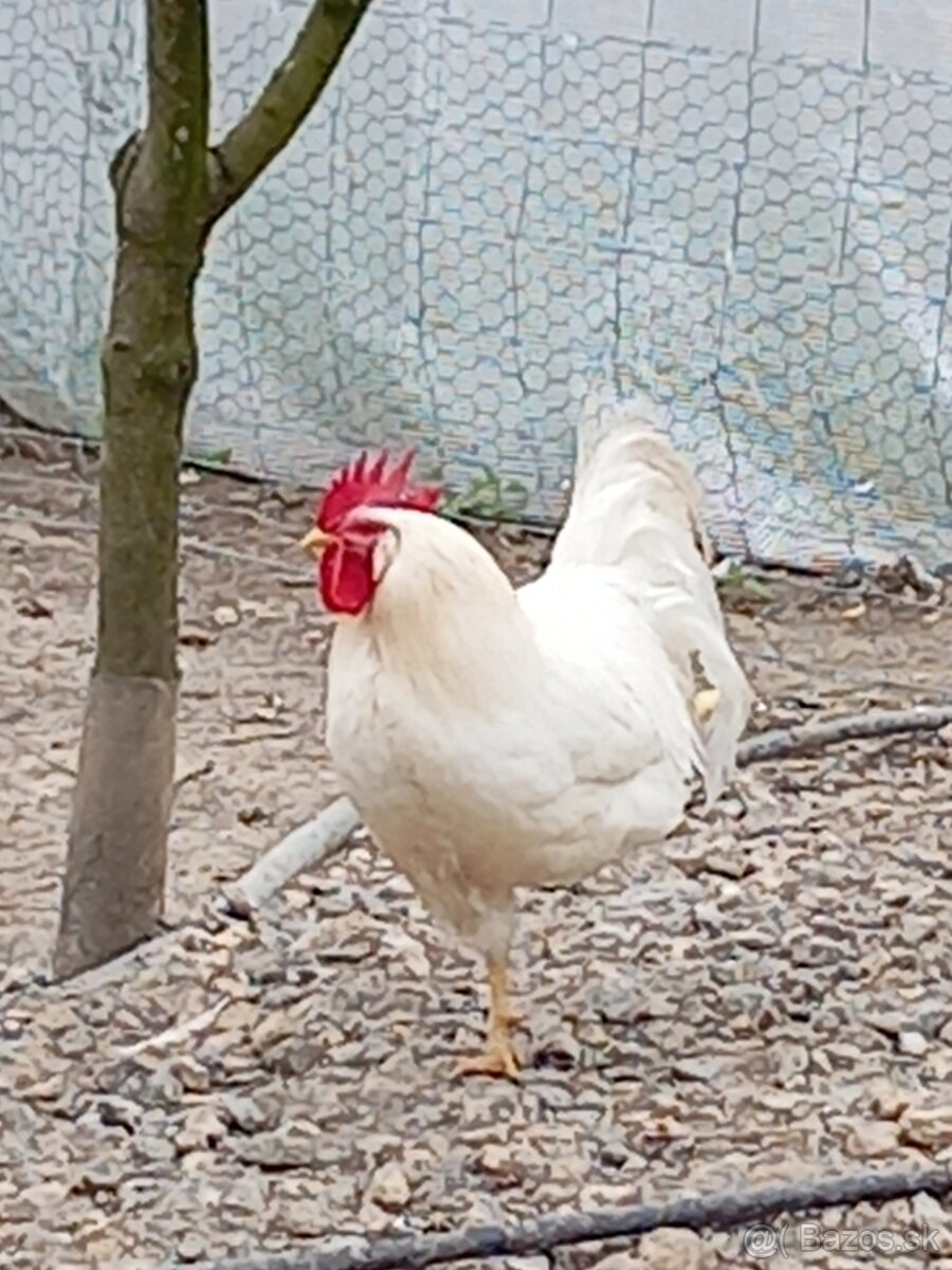 Leghorn kurčatá