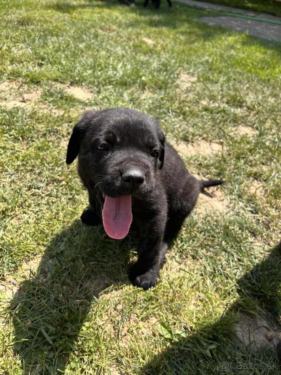 Cane Corso šteniatko bez PP