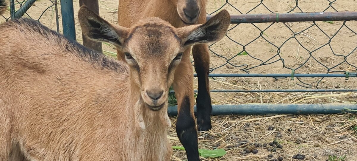 Predám kozičku a capka geneticky bezrohé