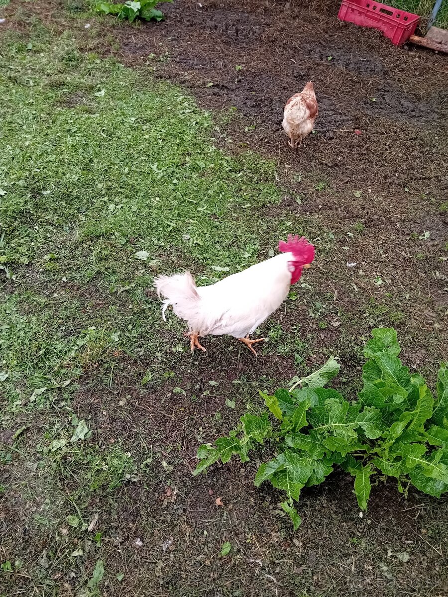 Predám čistokrvné kohúta leghorn