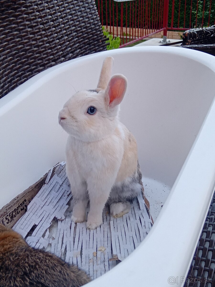 Zakrsly Kastrovany Zajacik (samcek)