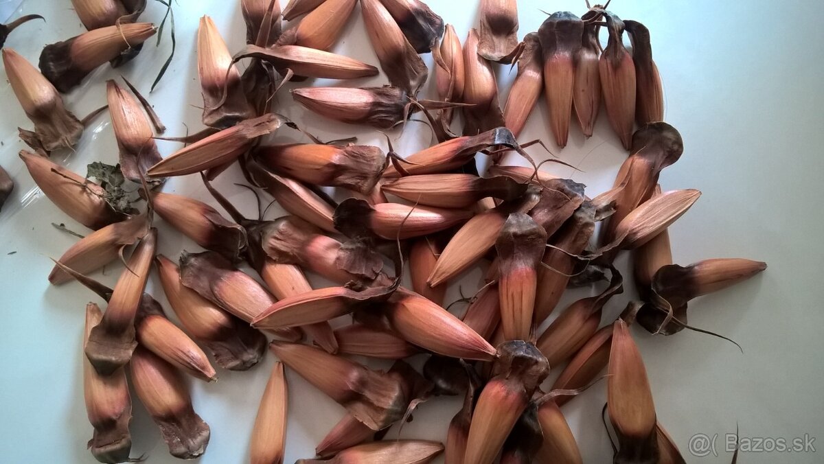 Araukária andská (Araucaria araucana) SEMENÁ