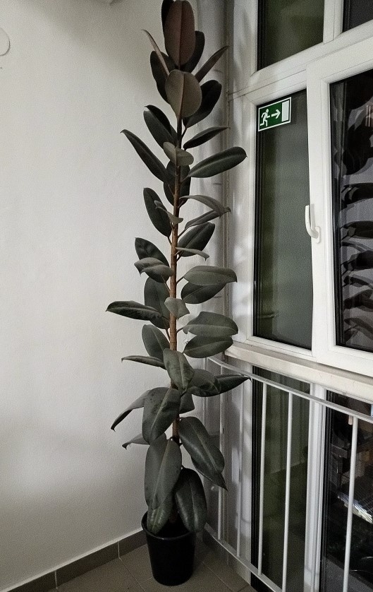 Figovník kaučukový