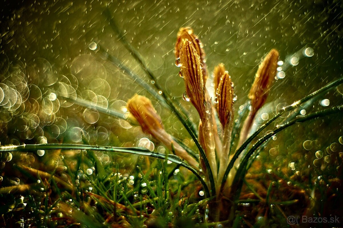 Jupiter – 8 f 2/50 ( Zeiss Sonnar)