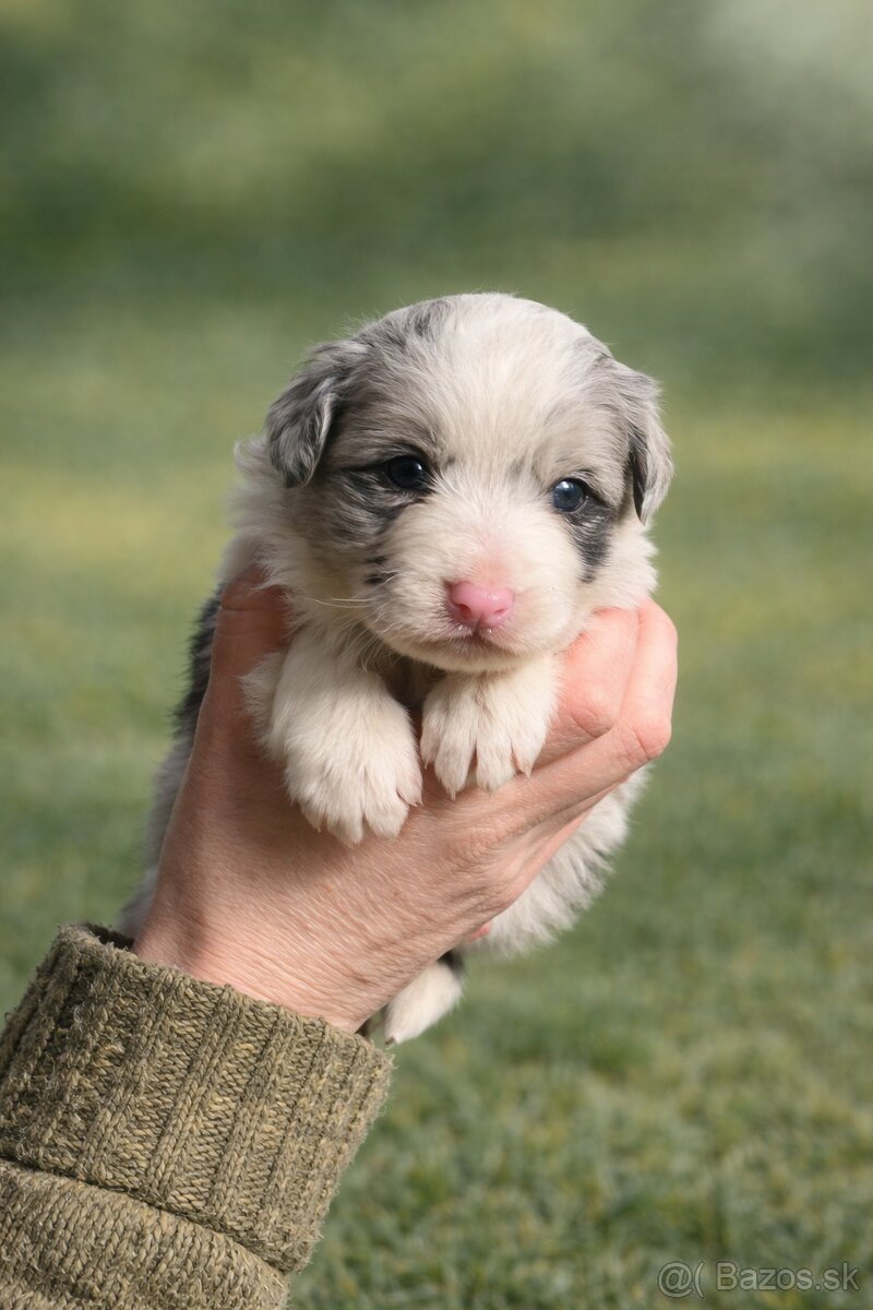 Šteniatka Border kolia