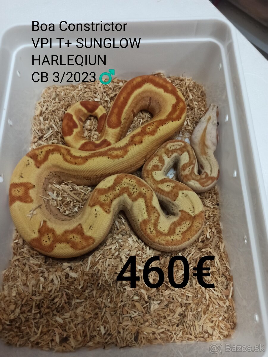 Boa Constrictor VPI T+