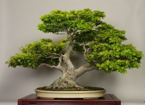 Terramol substrát na pestovanie bonsajov a iných rastlín
