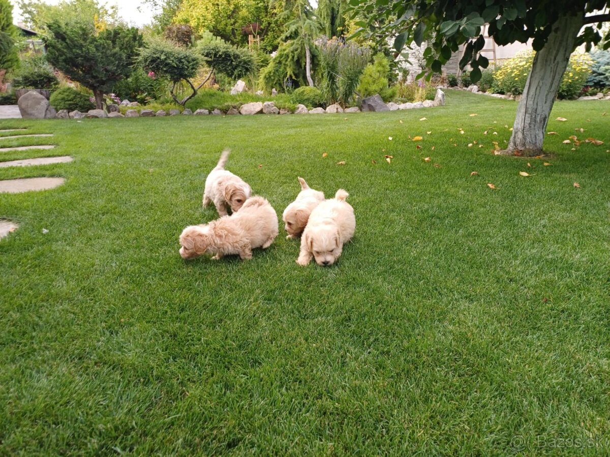 Maltipoo