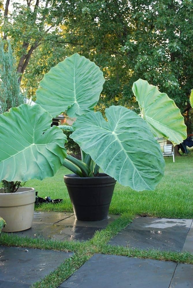 Colocasia Leucocasia gigantea - Slonie ucho