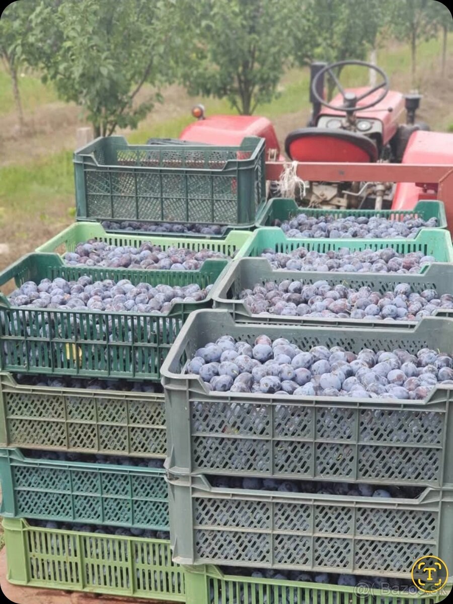 Slivky na kvas 0.48€/kg