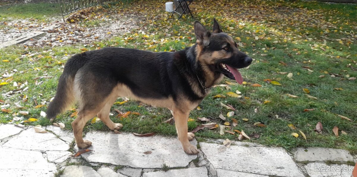 Nemecky ovčiak