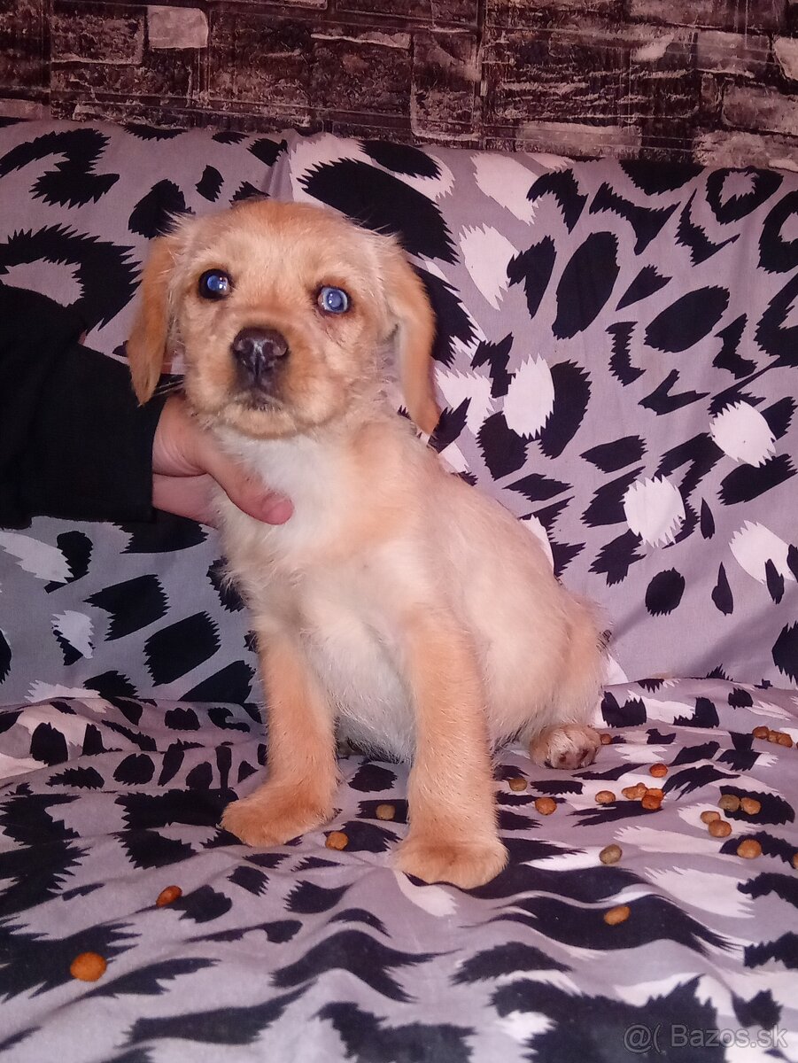 Kokeršpaniel x jazvečík
