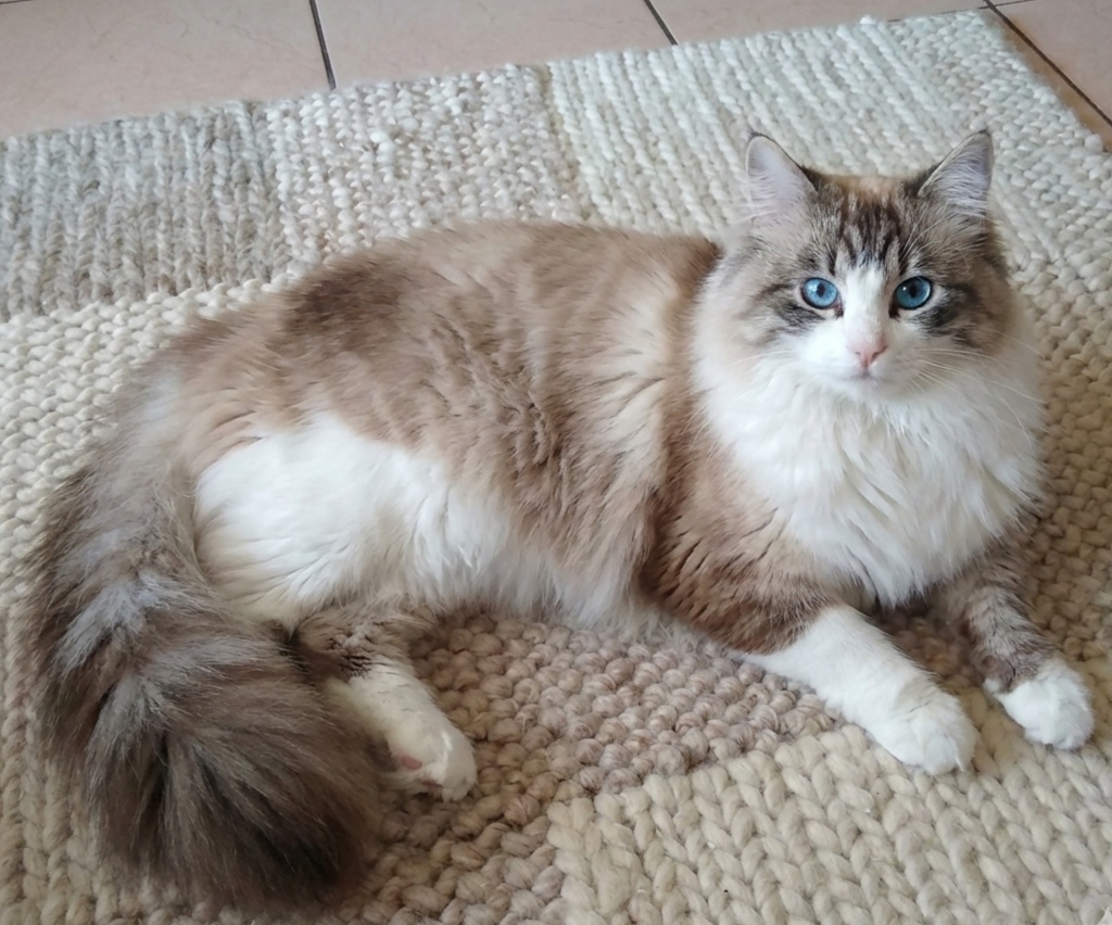 Ragdoll nádherného kocúrika.