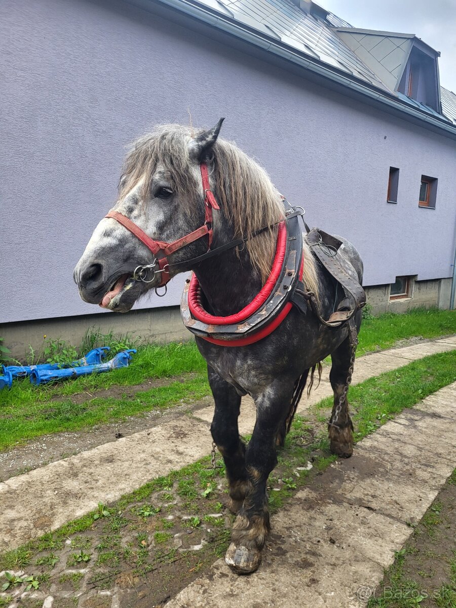 Ťažný kôň
