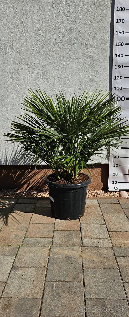 Palma č.14 Chamaerops humilis