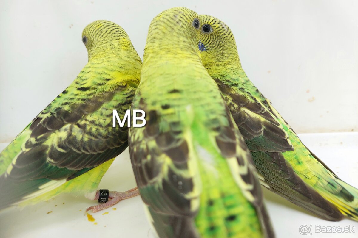 Blackwings andulky čiernokridle