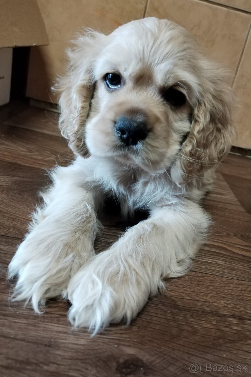 Americký kokeršpaniel