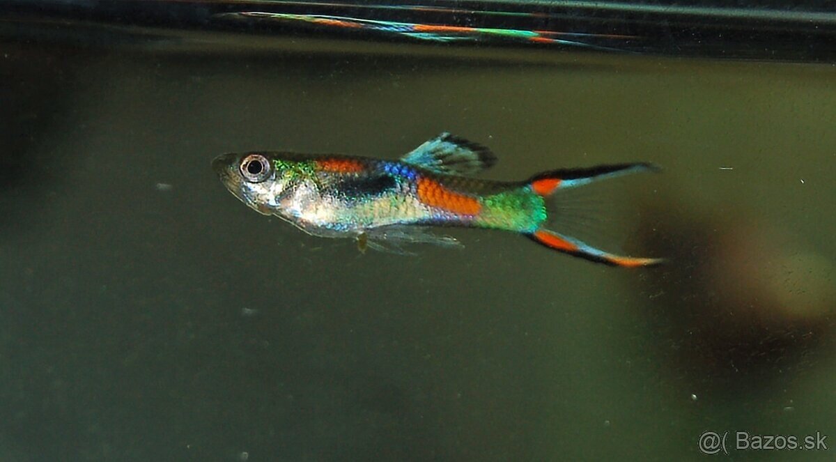 Gupky/endlerky mix 25 ks