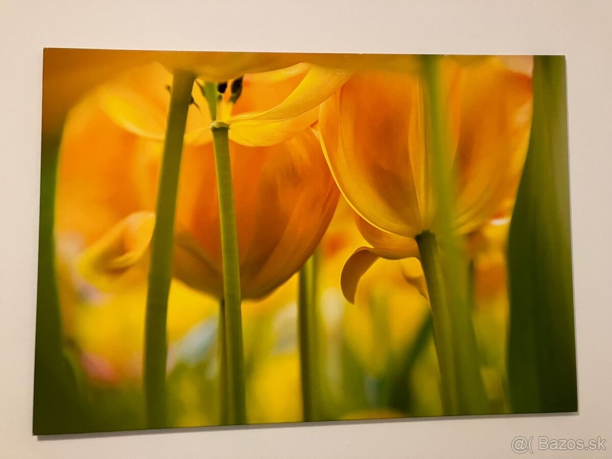 Predám obraz- fotografia na platne