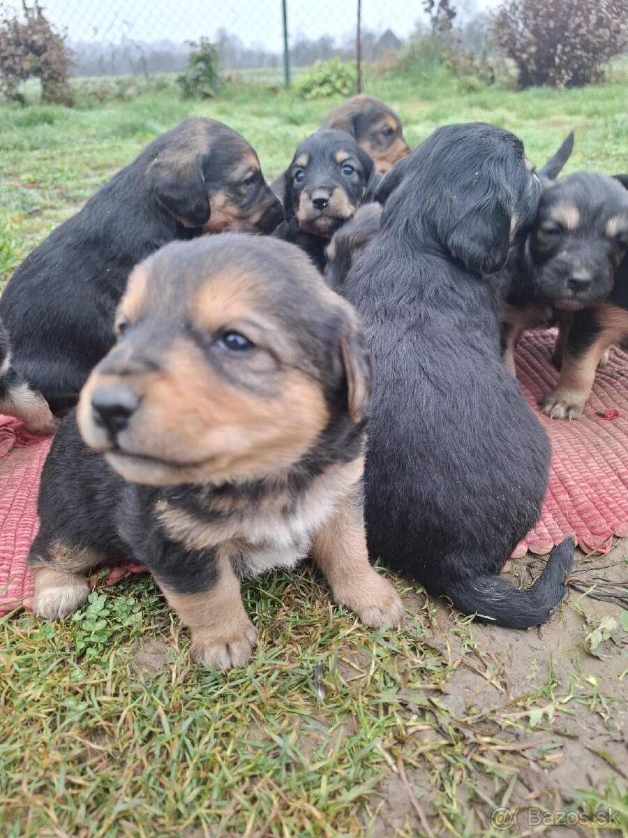 Predám šteniatka fenky